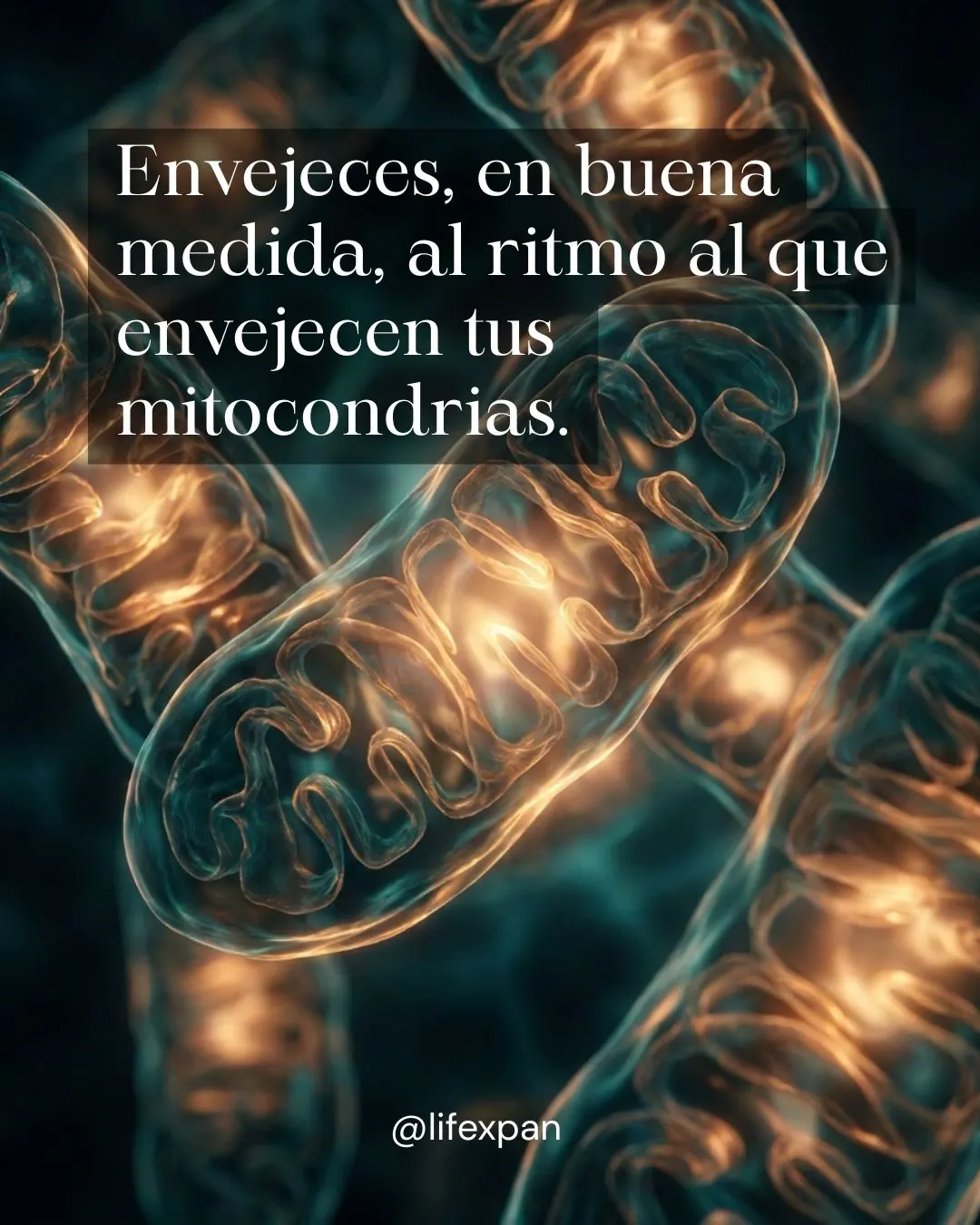 Mitochondries et vieillissement : les centrales qui décident de tout