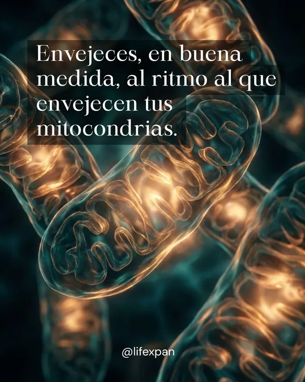 Mitochondries et vieillissement : les centrales qui décident de tout