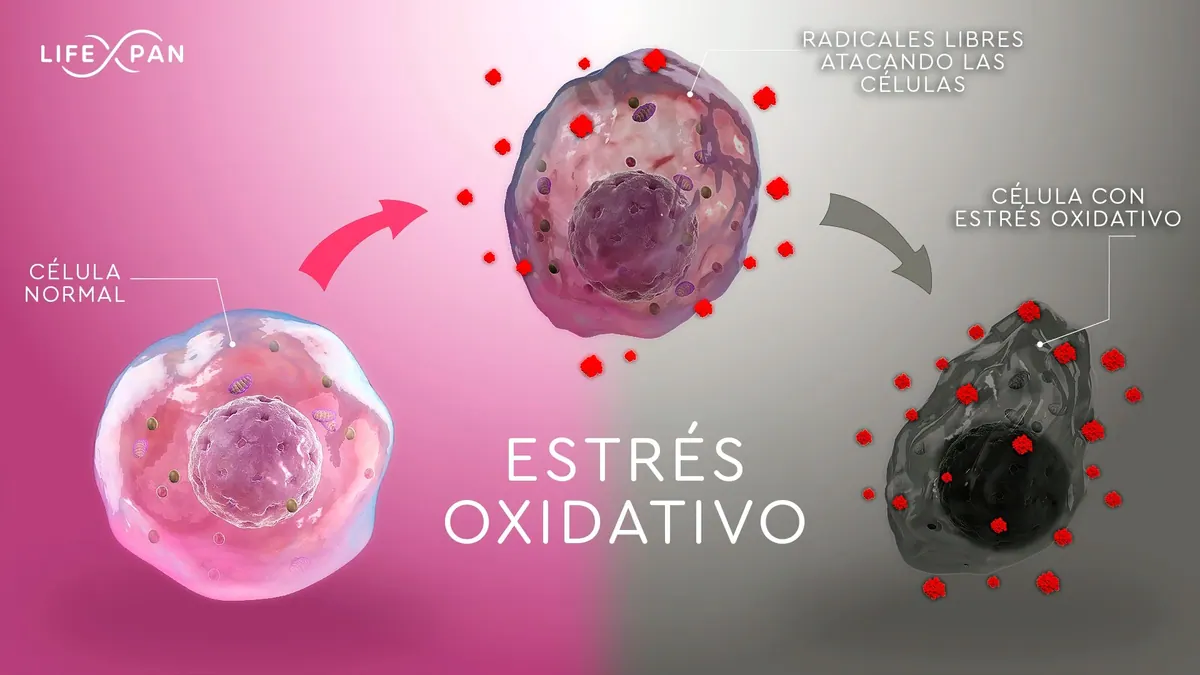 Savez-vous pourquoi se produit le stress oxydatif et CE QUE C'EST ?