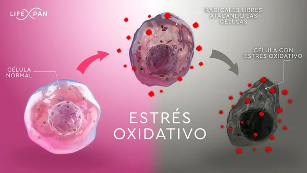 Savez-vous pourquoi se produit le stress oxydatif et CE QUE C'EST ?