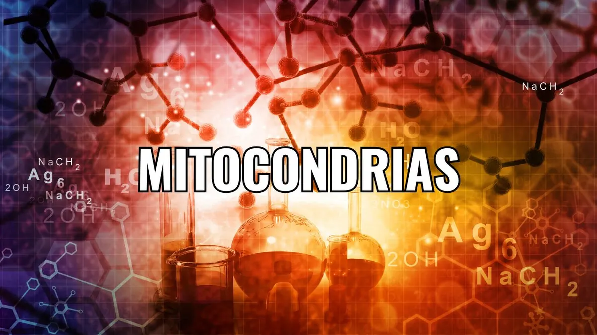 Au-delà de la science : le NR et la transformation de la santé mitochondriale
